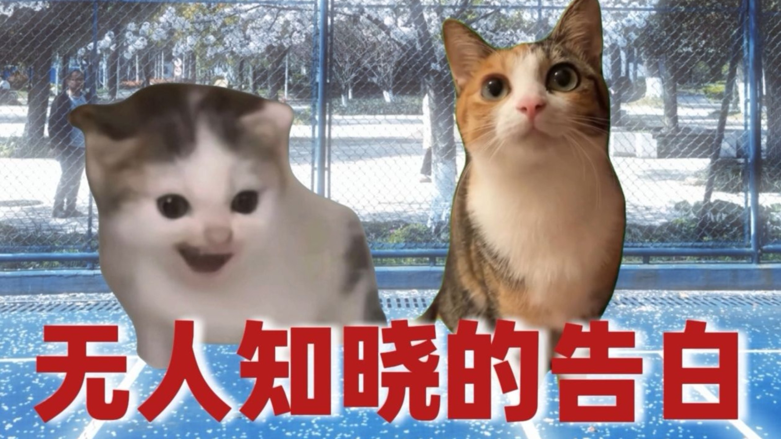 【联动】白木纹×江橘:《无人知晓的告白》