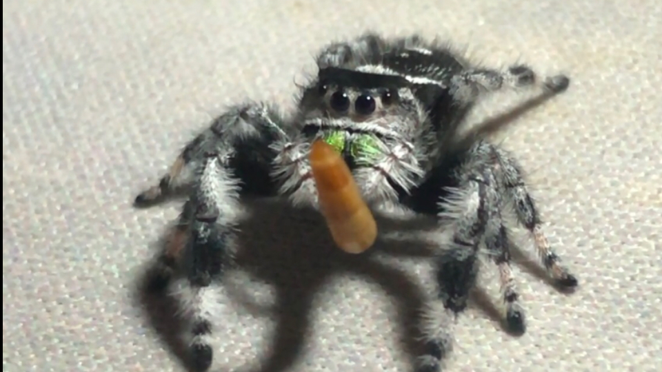 跳蛛！可爱捏！跳蛛！可爱捏(*≧ω≦)