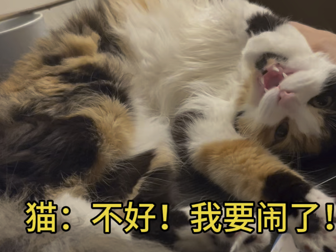 猫：不行！不好！小猫才不听话！