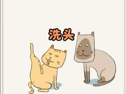 猫与猫之间的心眼子