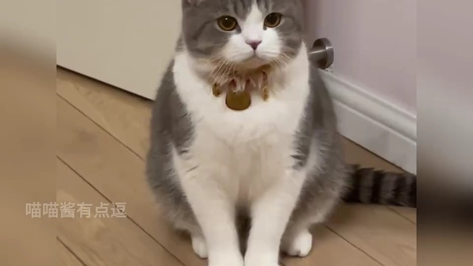 猫咪成精啦居然听得懂人话