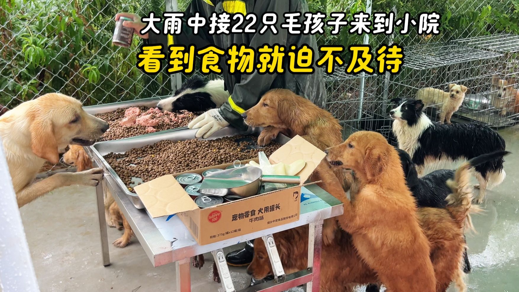 冒大雨将屠宰场里22只毛孩子全数救下，一个个看到食物就迫不及