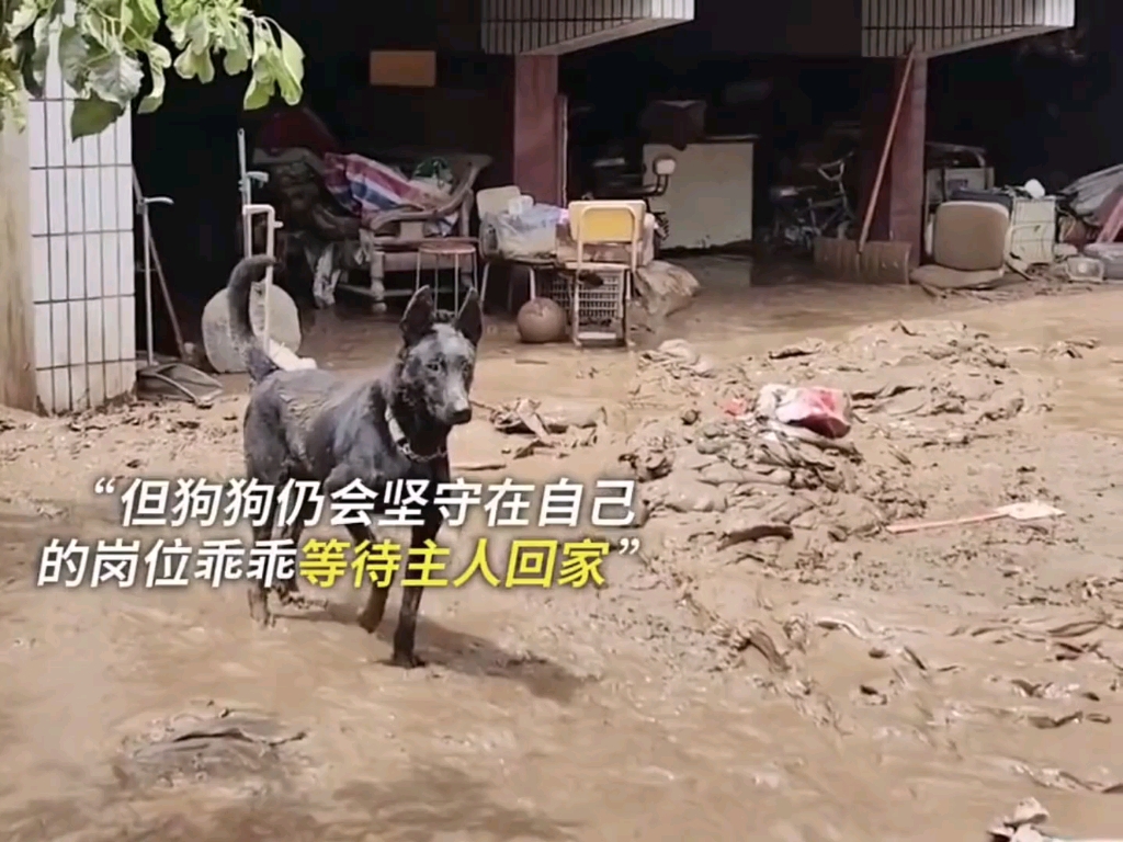 是宠物更是家人# 狗狗#动物救助#感人一幕