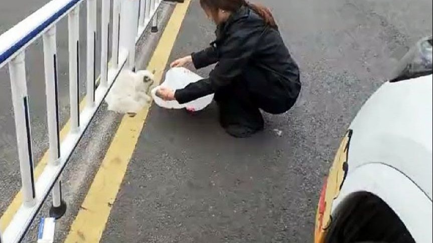 转身去找一只猫，它自己就跳进了袋子里！