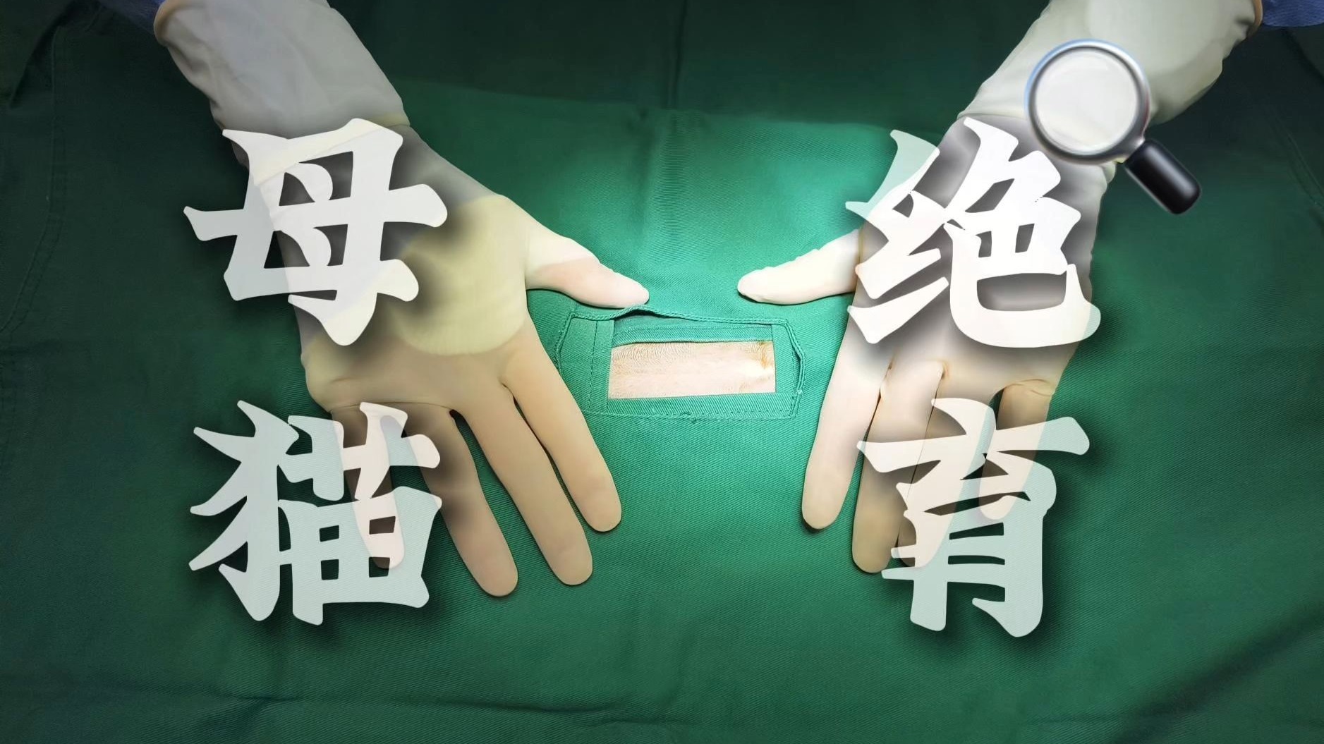 我在 B 站学兽医第六期——母猫绝育