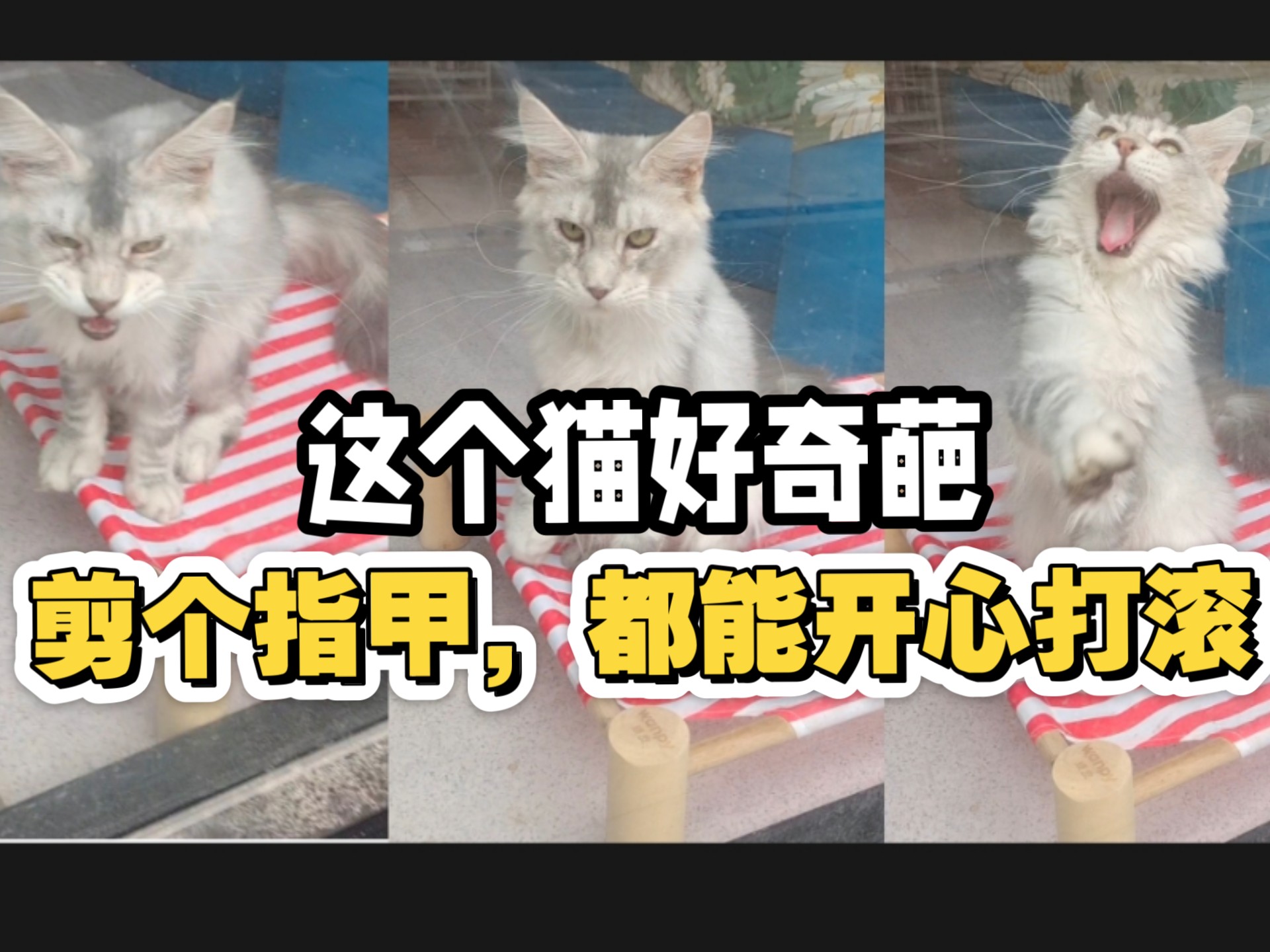 这个猫好奇葩，剪个指甲，都能开心的打滚，太没见识了，一看就没进过