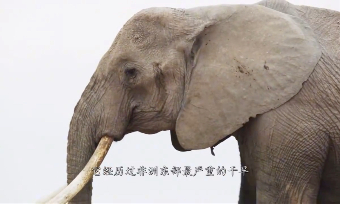 母性抉择与生命韧性，这不是冷漠，而是对生命延续的悲壮妥协，行动