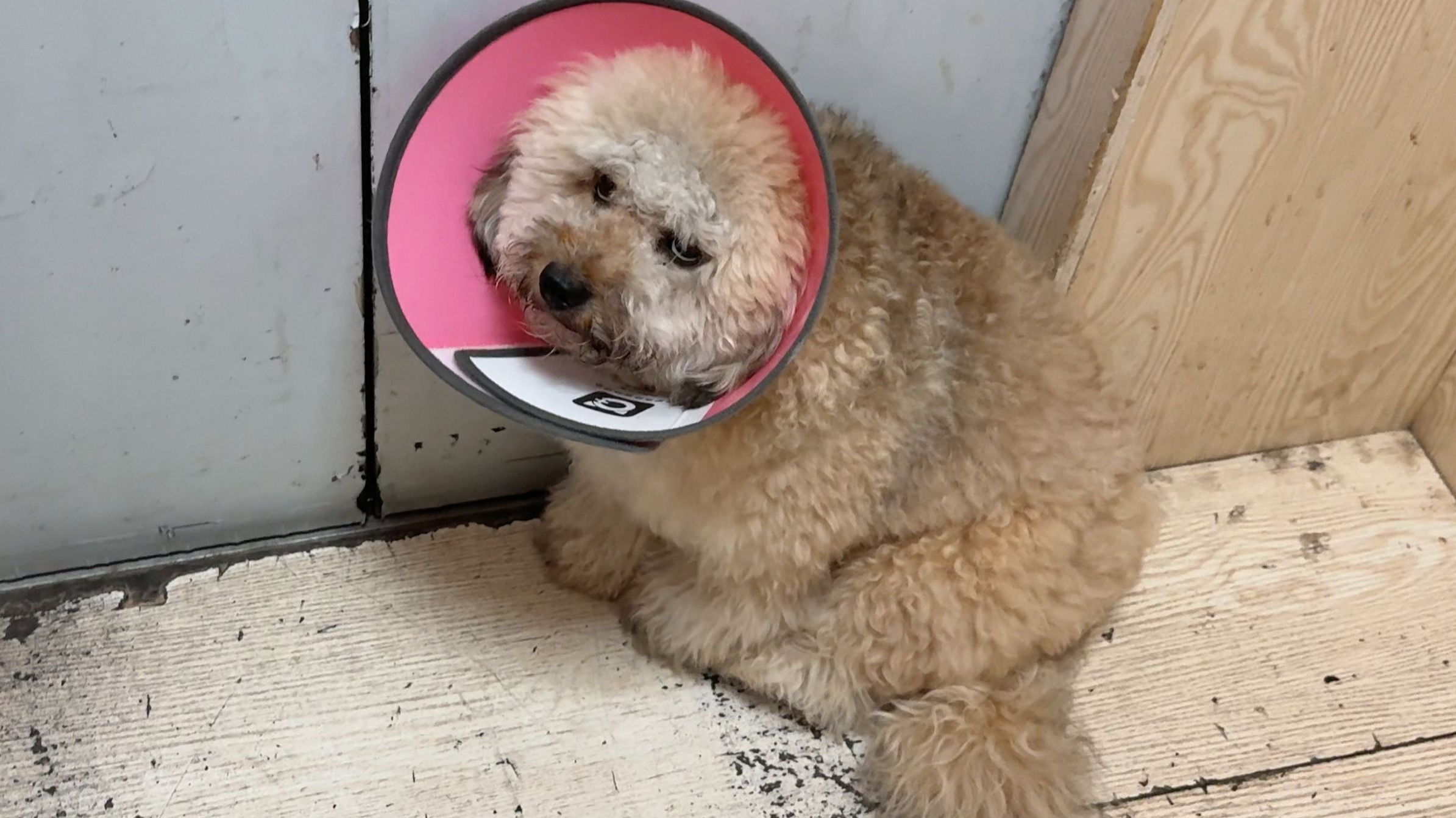 太惨了吧！煤气罐罐痛失狗蛋...