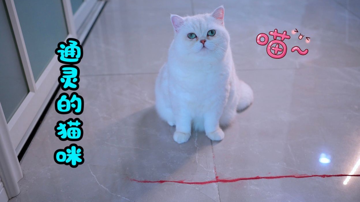 小猫咪的眼睛可以看见鬼