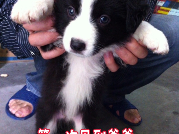 我的狗子，三妹儿，没了