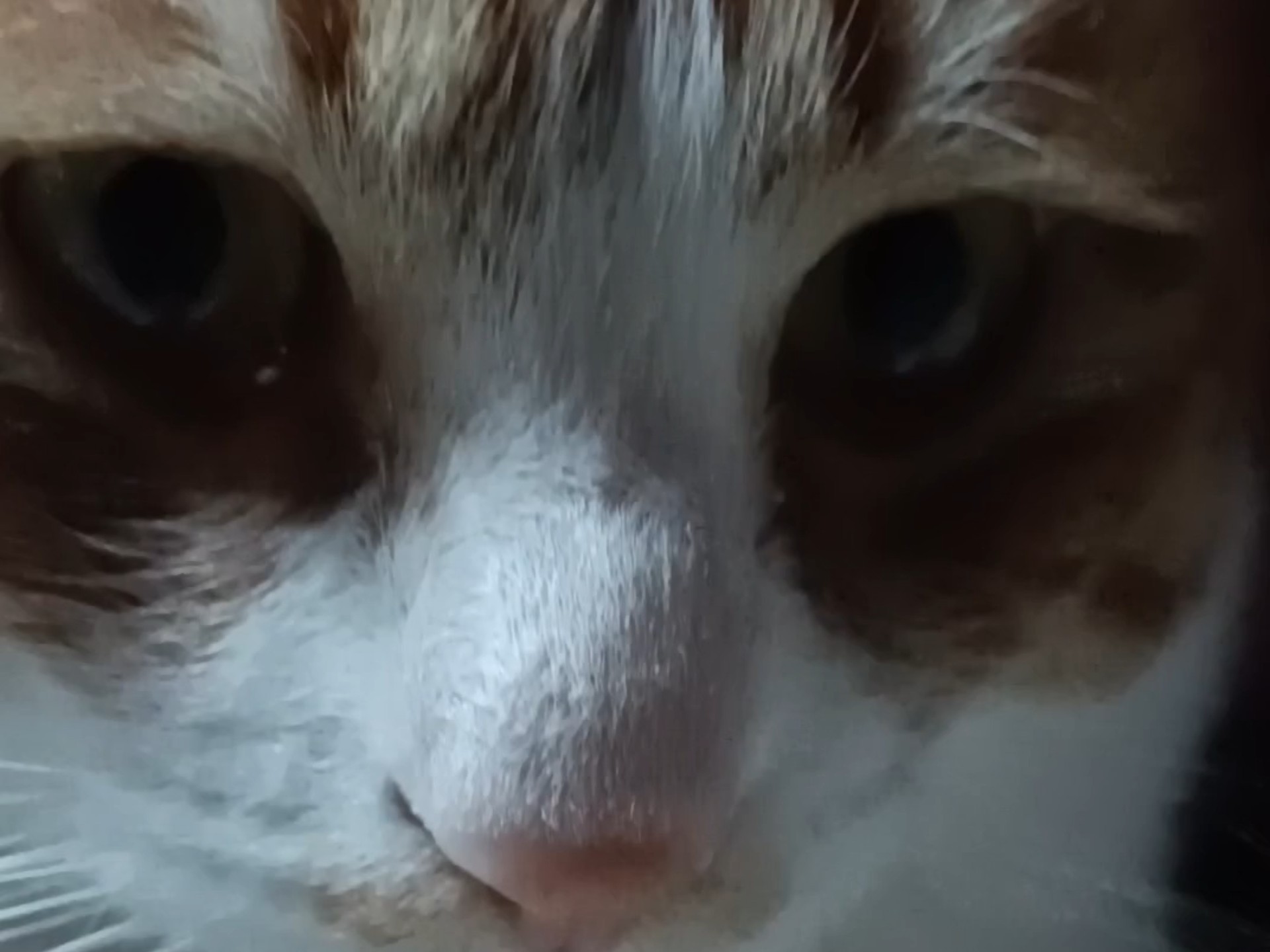 半年前给我家猫做的视频