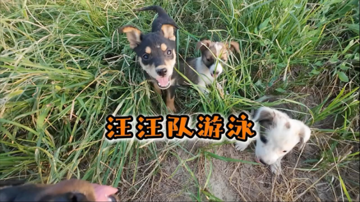 汪汪队游泳！差点把队长淹嘎！都说我只带大狗们出去玩！不带小狗狗