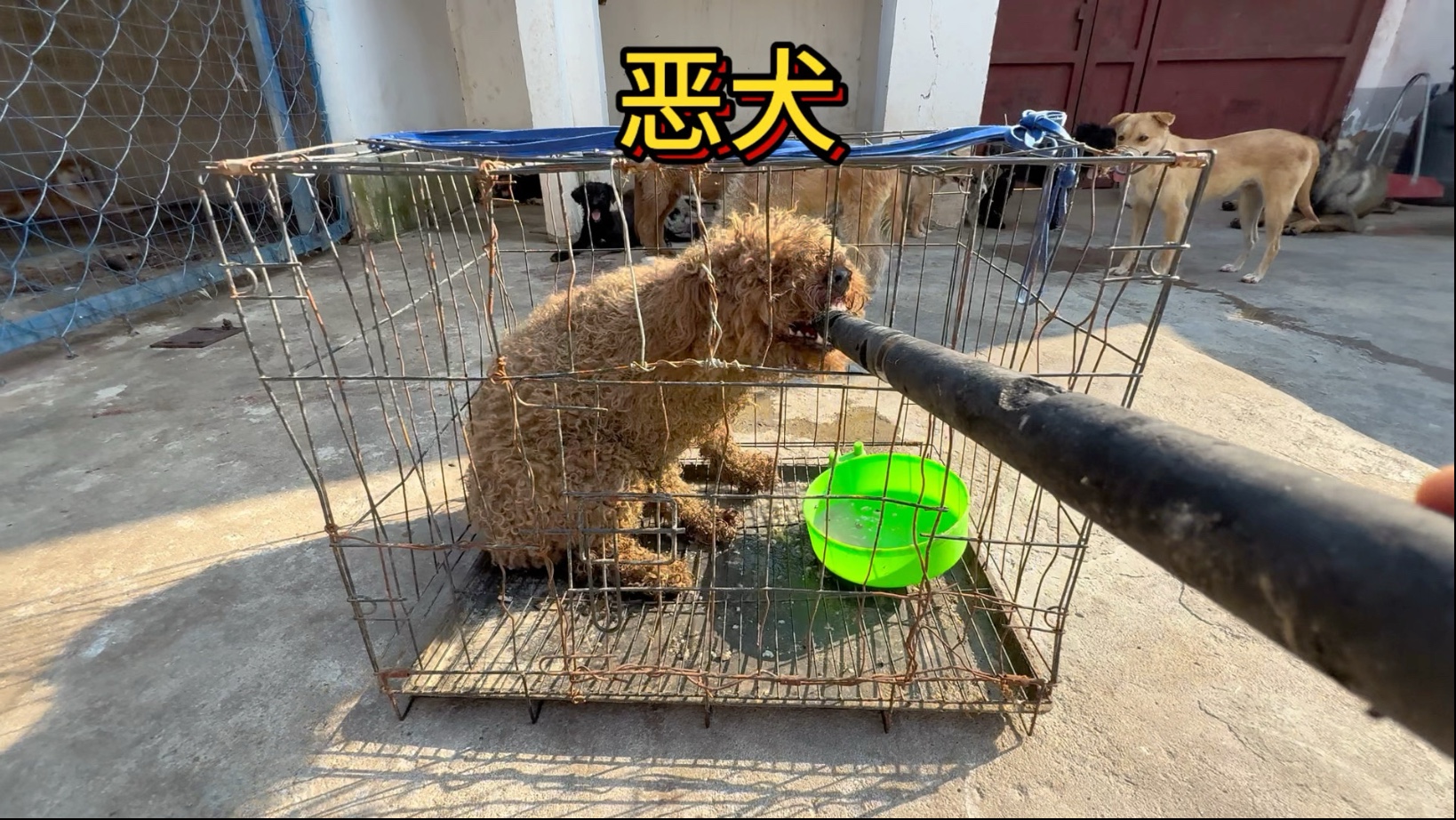 粉丝寄来一只咬人凶猛的泰迪让我帮忙整治一下，对于这种恶犬必