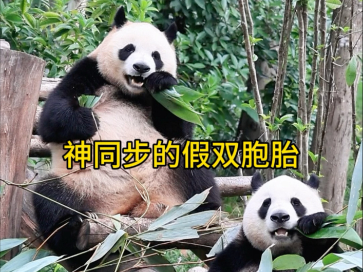 不愧是有名的假双胞胎，神同步的干饭！