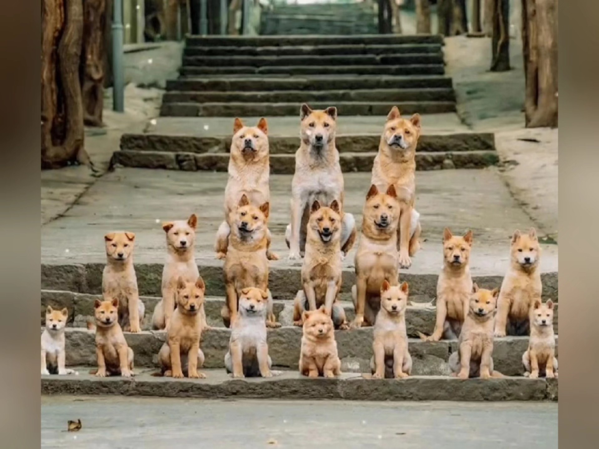 狗狗为啥永远不会背叛你？真的是死心塌地吗？别被电视剧骗了！