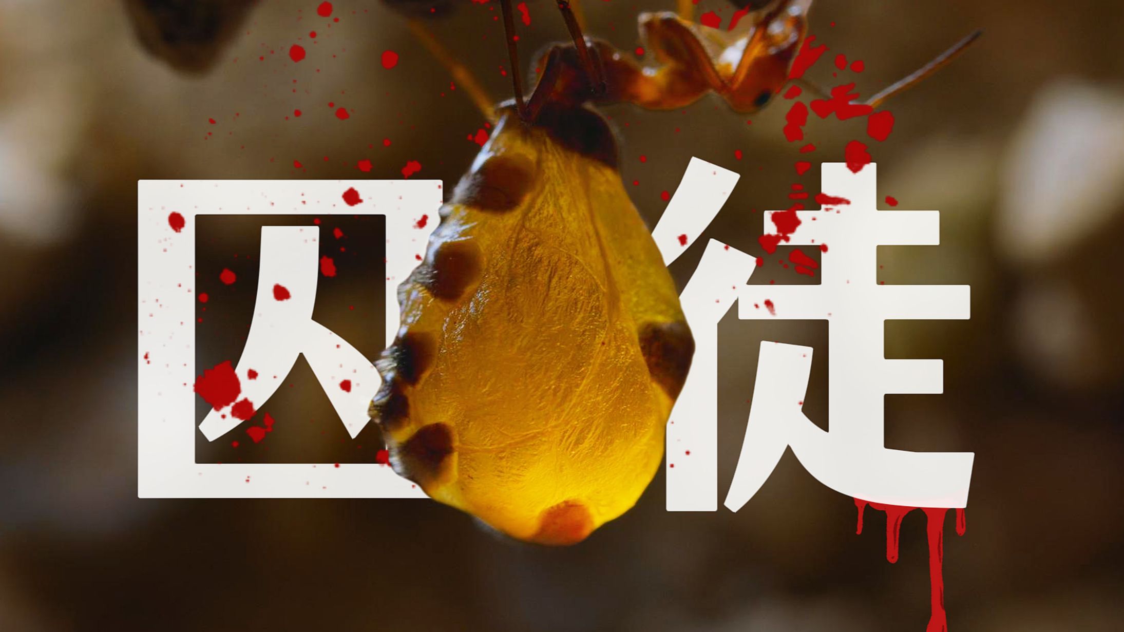 《 基 因 奴 隶 》蜜罐蚁用死亡，点亮族群延续的希望