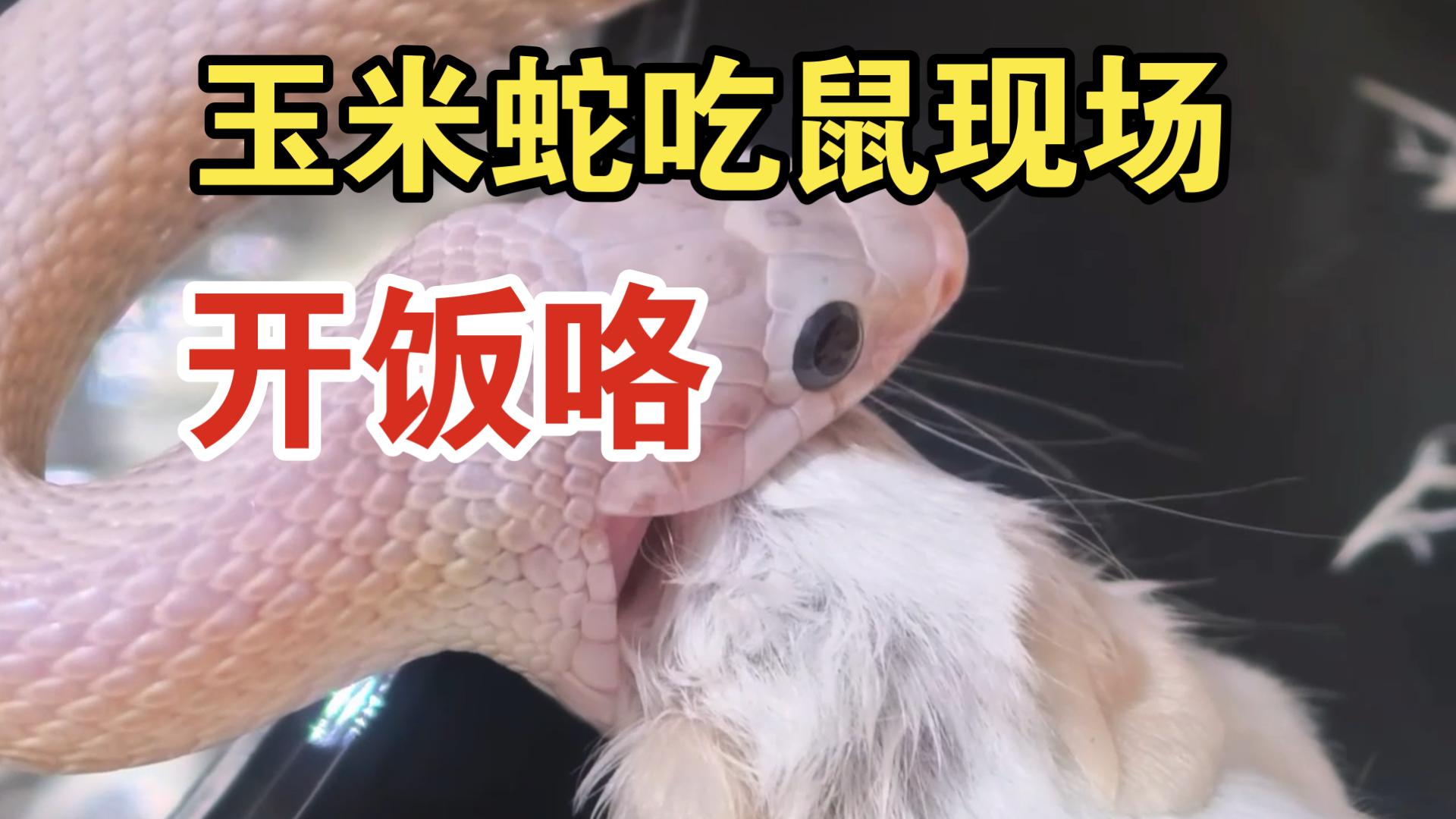 玉米蛇挑食吗？让我来试试它们的菜单！