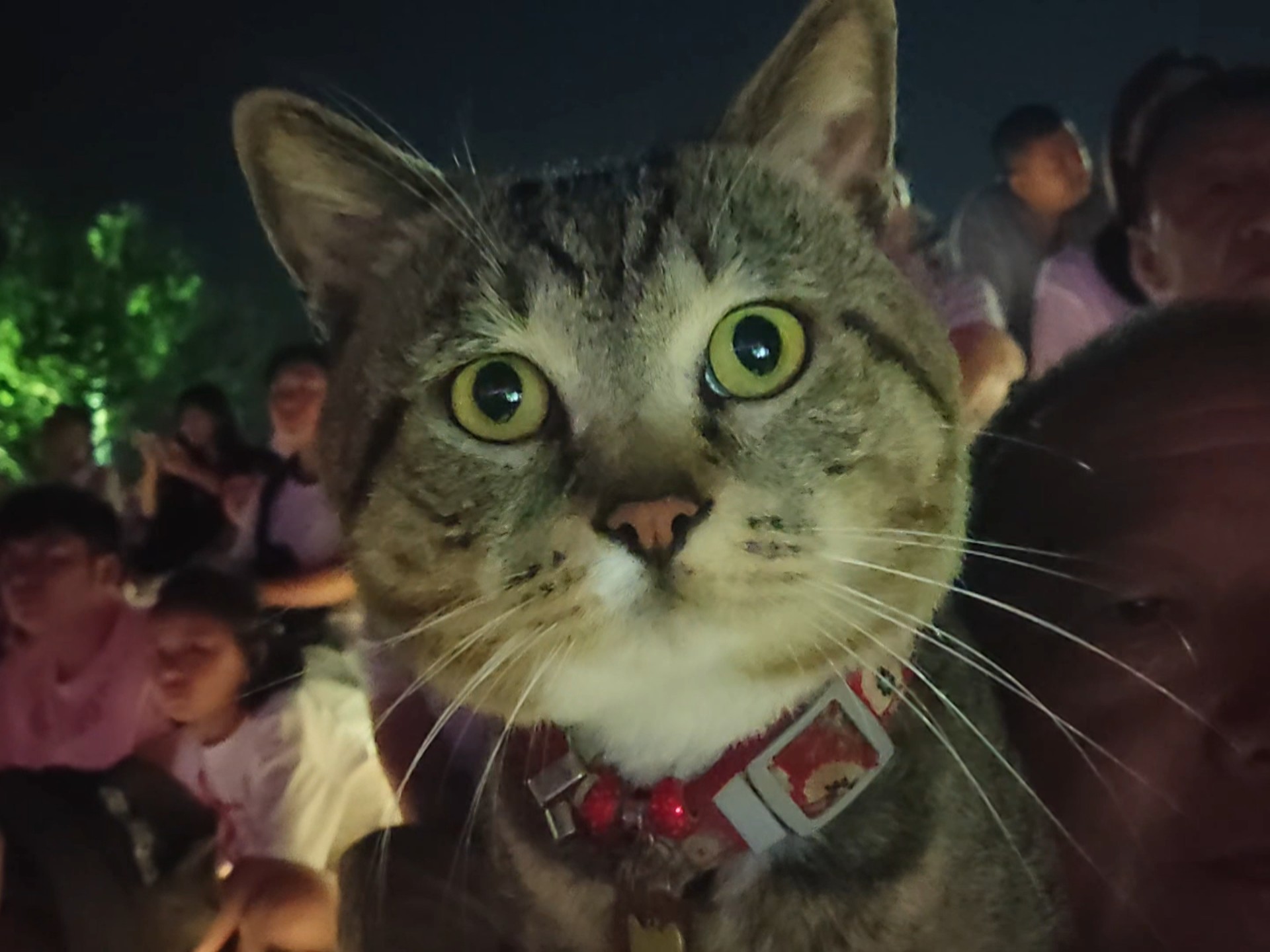 狸总一本正经的看音乐喷泉