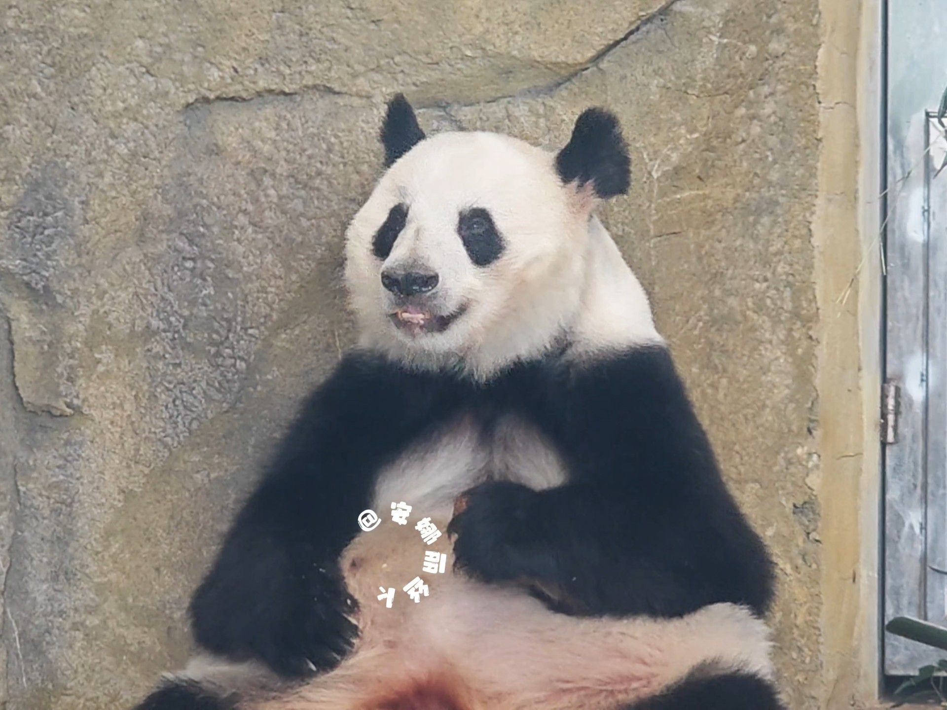 大yi巴妈妈吃窝头，想你了!