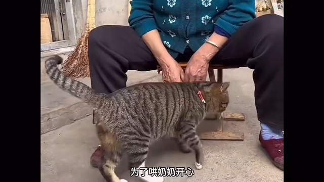 老奶奶发现老母鸡被黄鼠狼吃了，找狸花诉苦，狸花当晚就出去了！