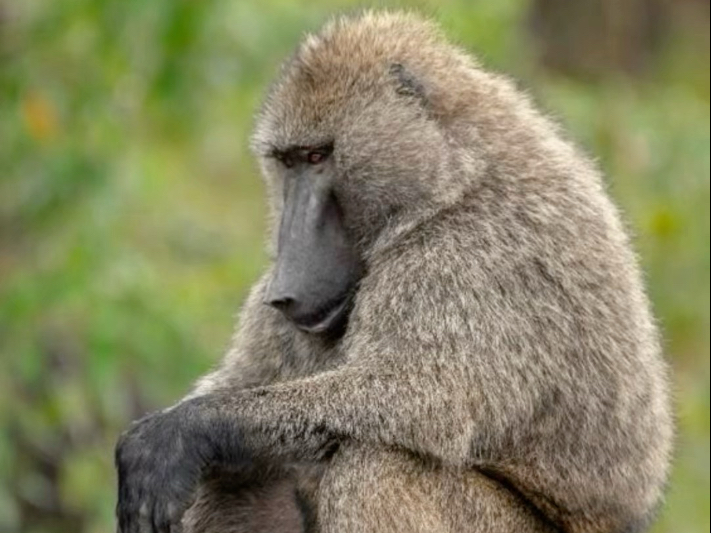 狒狒：是男人就下十八层地狱！