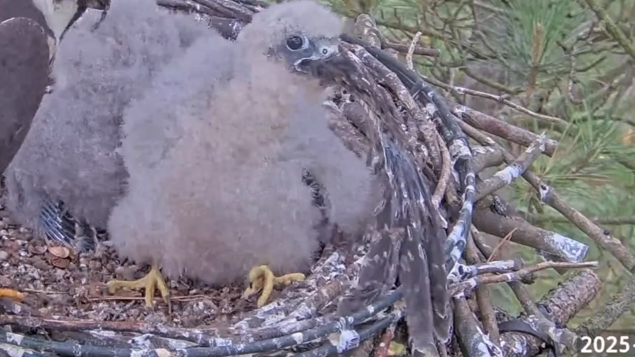 小燕隼花了一个半小时终于咽下与自己等长的夜鹰翅膀