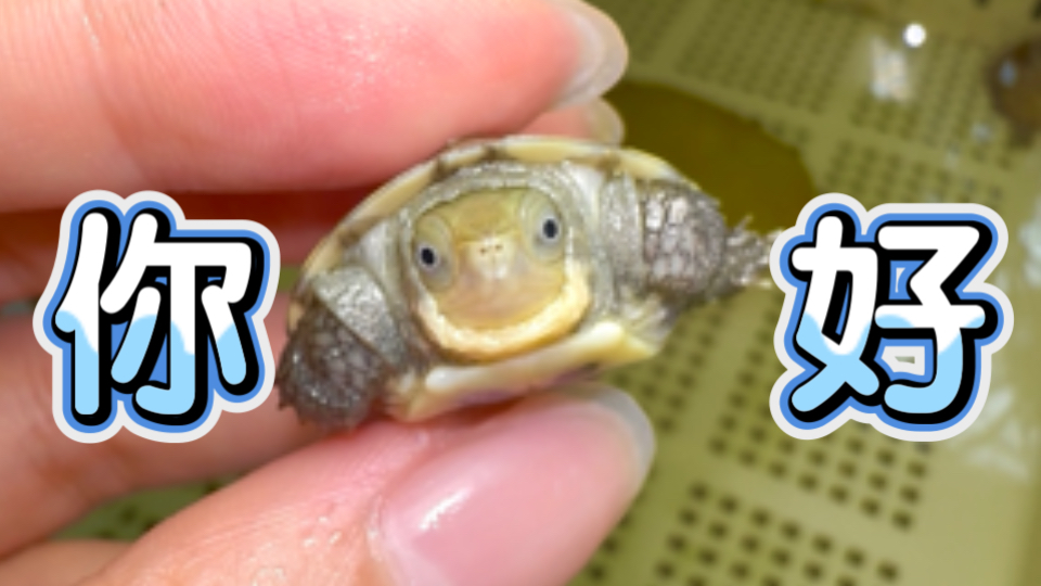 小青龟苗近况更新 | 干苗下水排出的神秘龟便×龟苗的首次开
