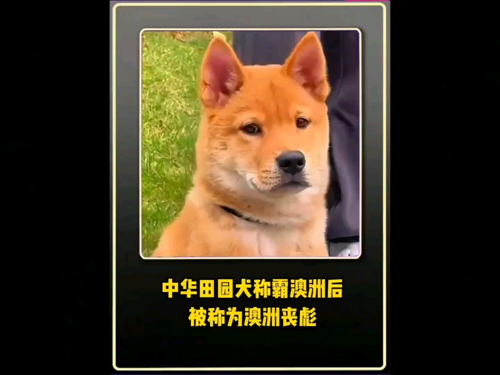 前有中国狸花猫脚踹外国细狗，后有中华田园犬称霸澳洲，果然还得