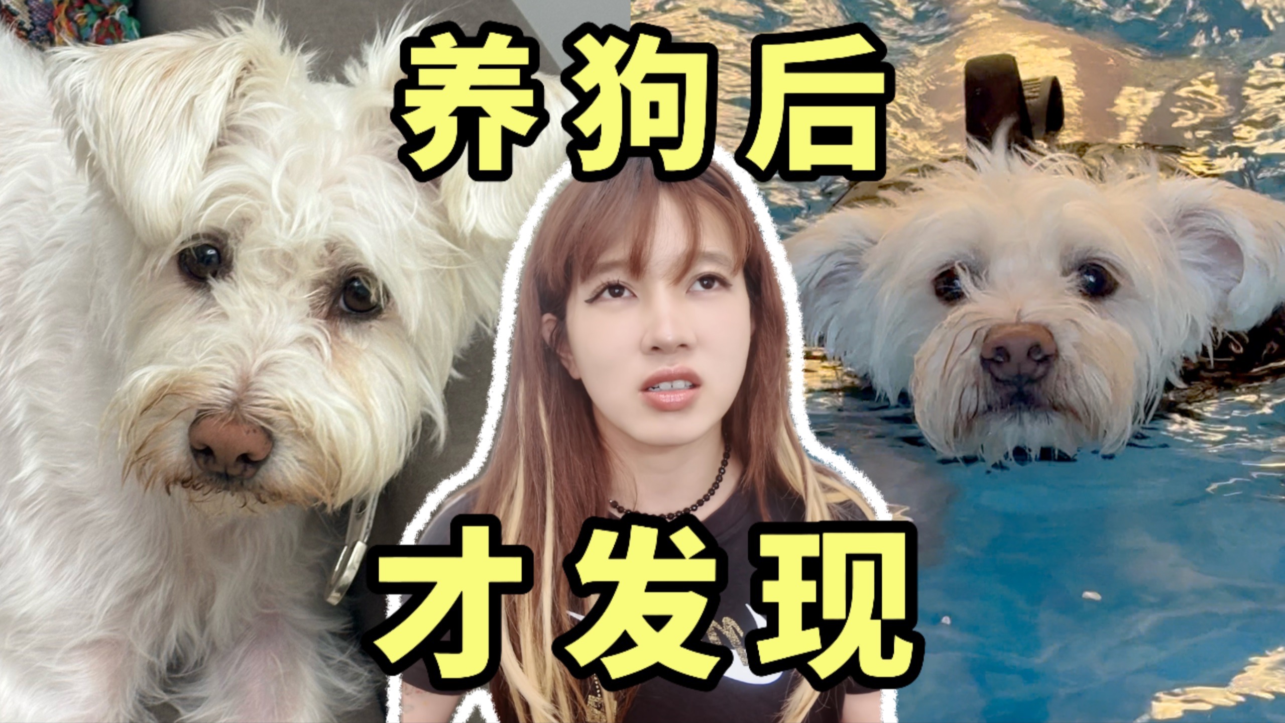 养狗后，我更笃定了丁克人生。。。