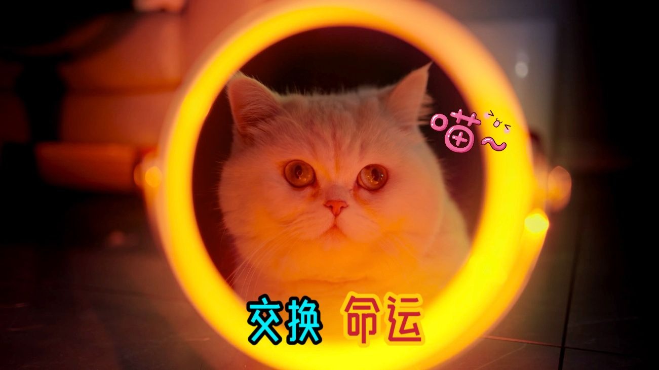 小猫咪跟哥哥互换了命运