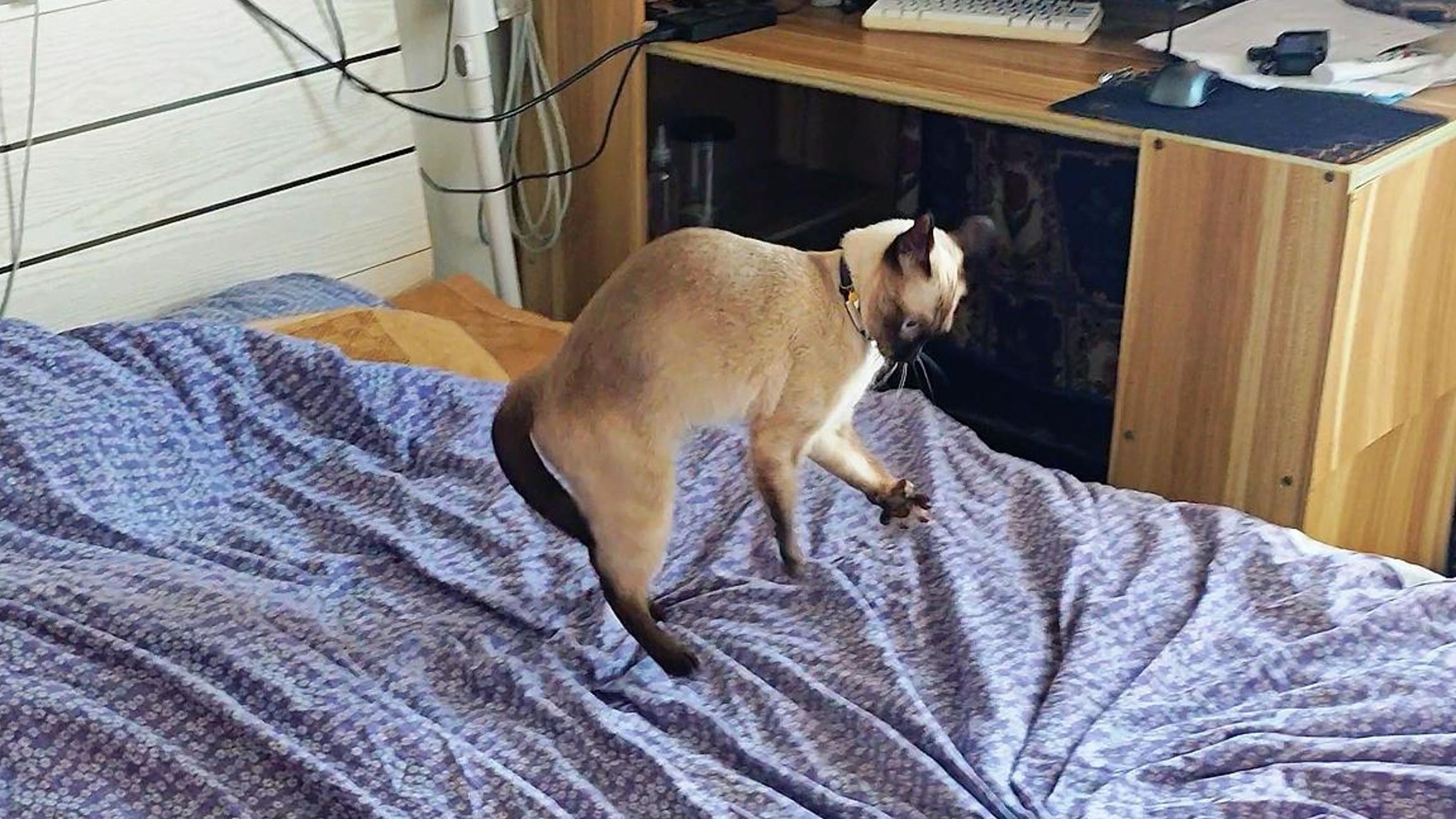 只是单纯的没钱出去浪