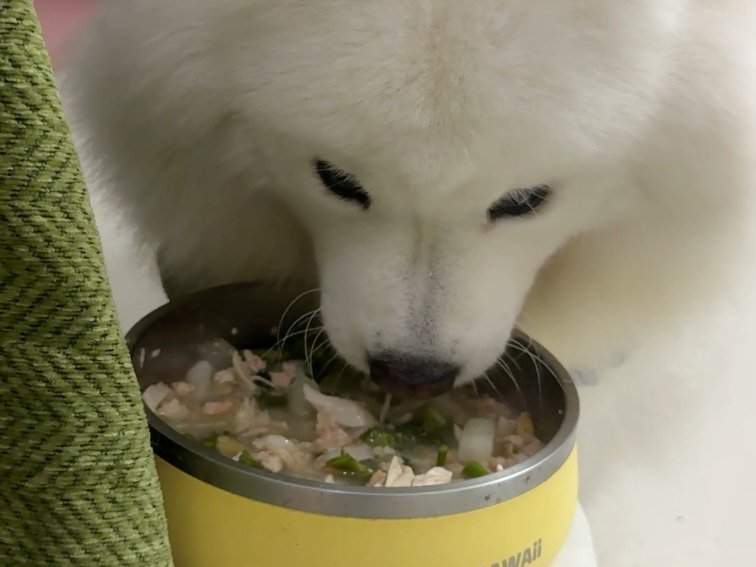 吃完一盆保姆自制狗饭只需要4分钟