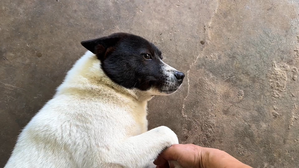 起床能不能不理狗子们？