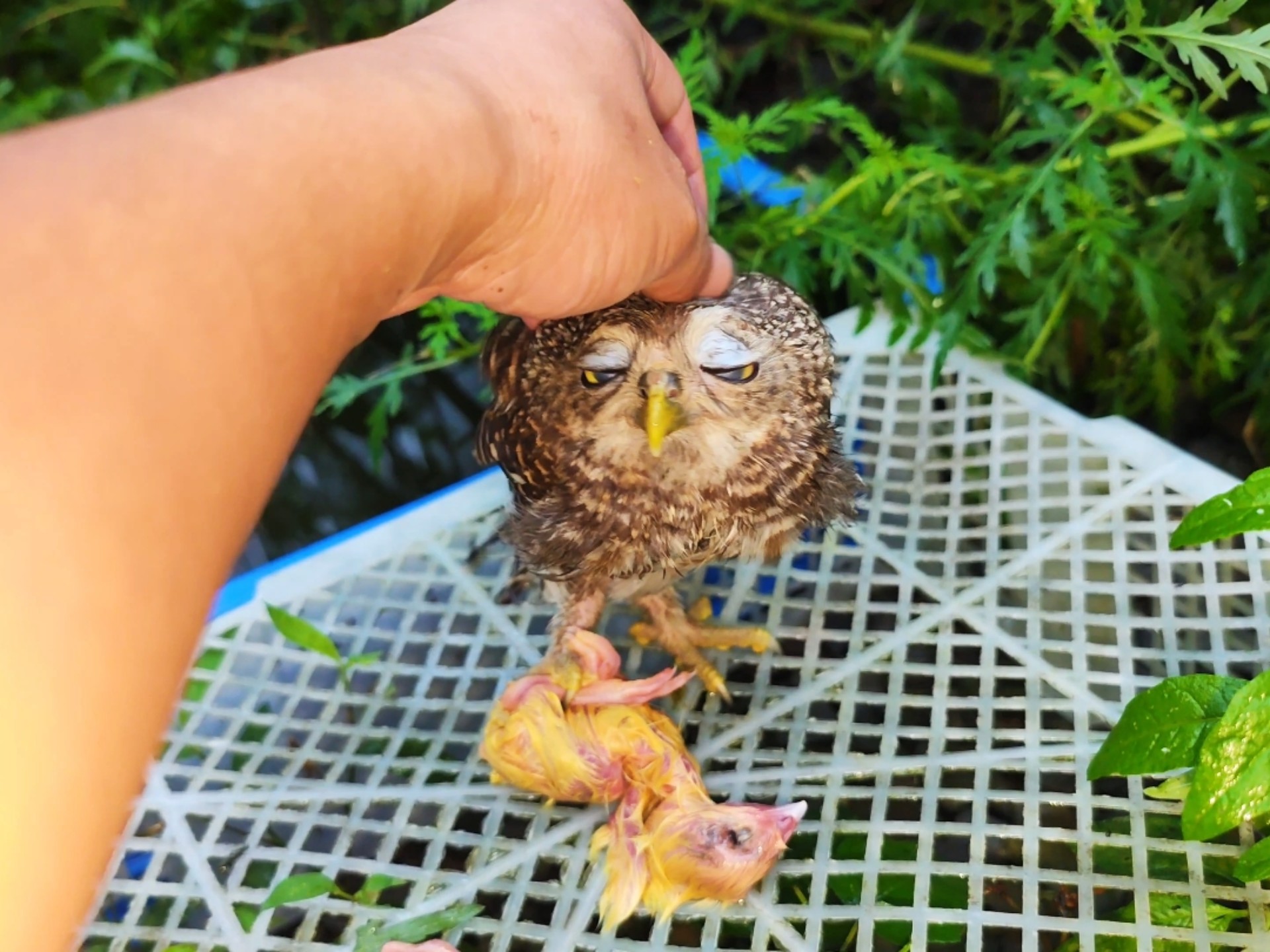 这猫头鹰竟然可以摸，已经好几个月没和它们互动了！