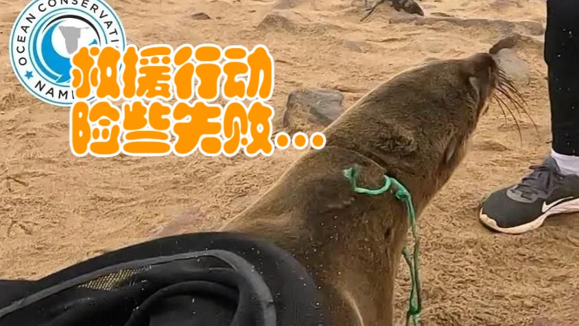 救援海狮合集：小家伙奋力反击！救援行动险些失败...