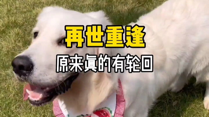 “它只是怕你伤心，所以它一刻不停的赶回人间…… ”