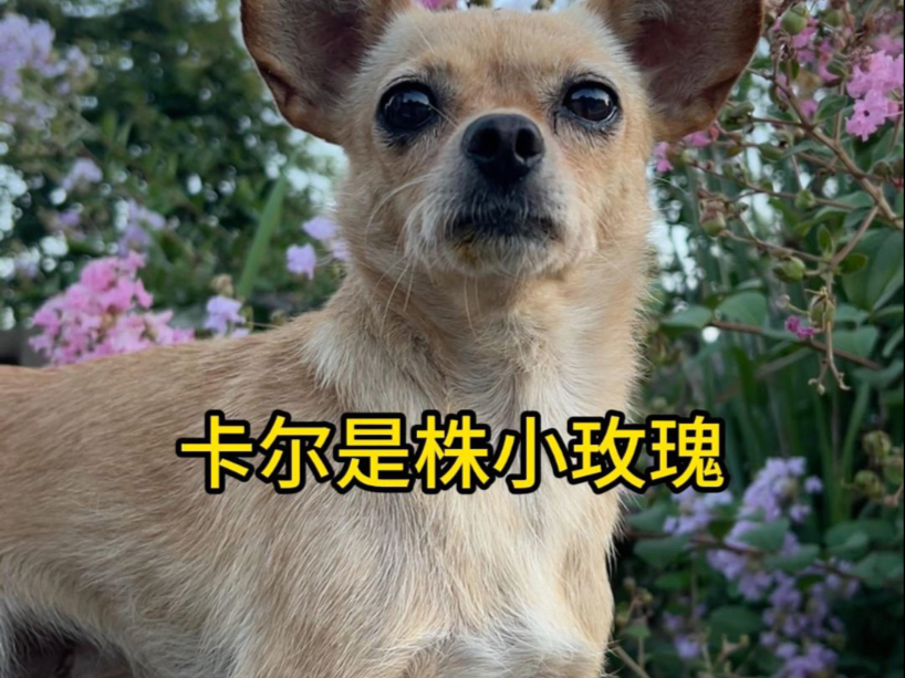 卡尔是一株小玫瑰