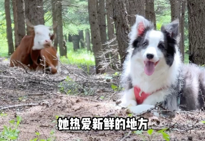 小狗是我的世界冒险团团长