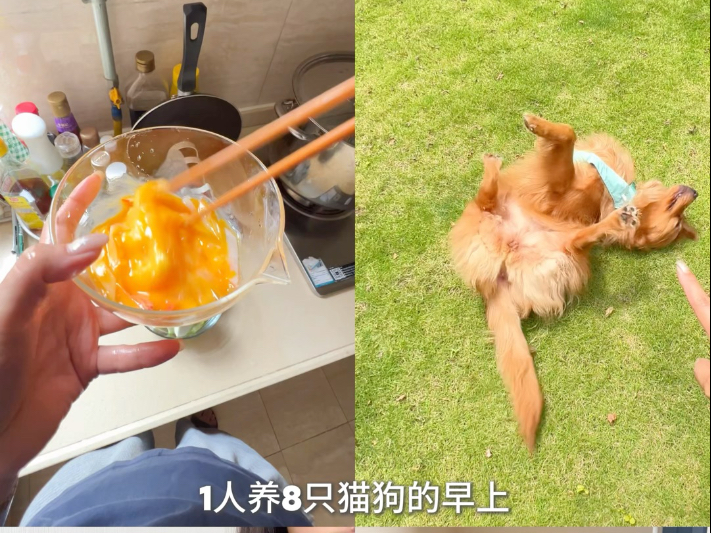 Vlo.506 一人带8只猫狗的早上