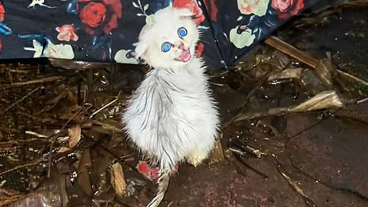 一只脱肛小奶猫蜷缩在纸箱里，明明痛得发抖，却还是大声向我呼救