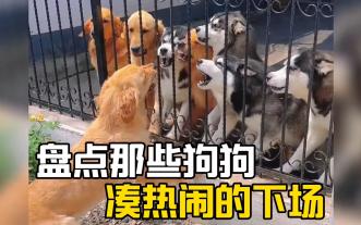 这就是狗子喜欢湊热闹的下场！