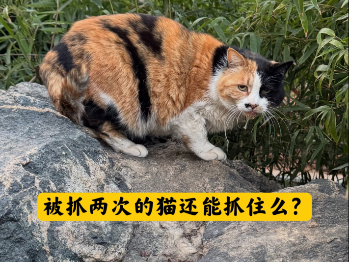 被抓两次的猫还能抓住么？