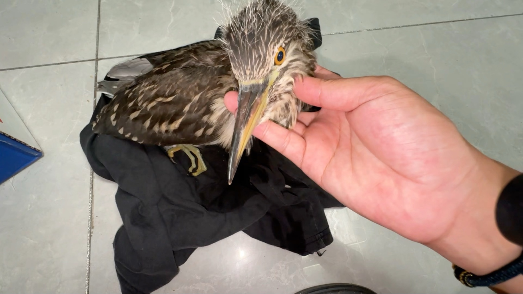 这一撞，撞成了生命垂危