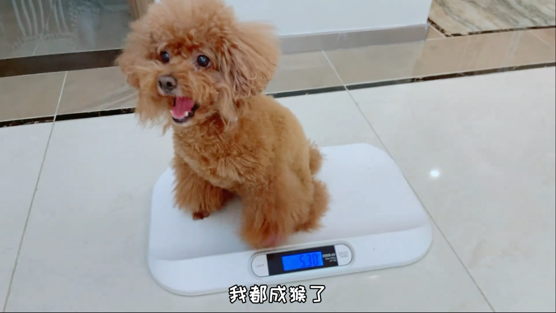 艾米半夜不睡觉非说自己瘦成了猴，要补一补，优优和嘟嘟都整懵了