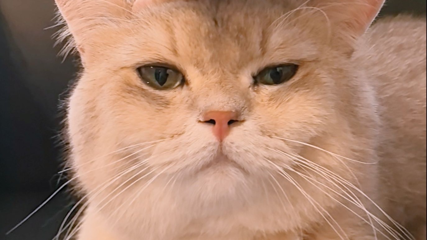 难道大家都不喜欢招财了嘛...