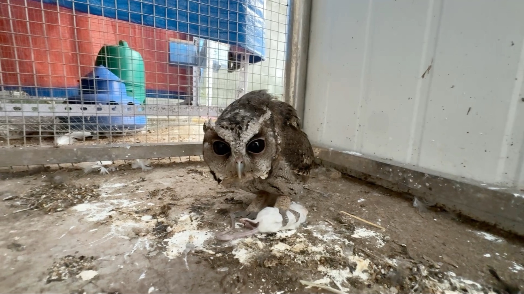 白天吃饭有点不习惯