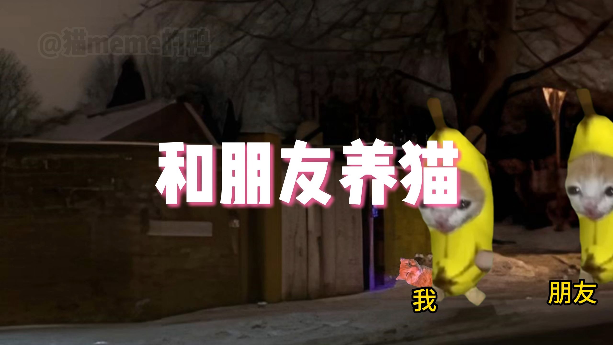 和朋友一起养猫