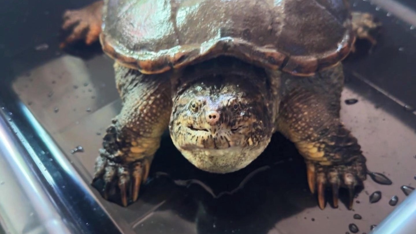 这状态不就养出来了吗