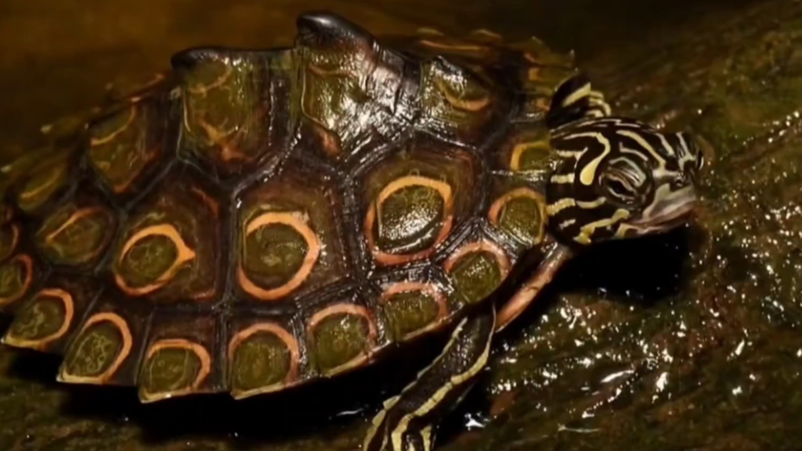 环纹地图龟，最喜欢一种龟