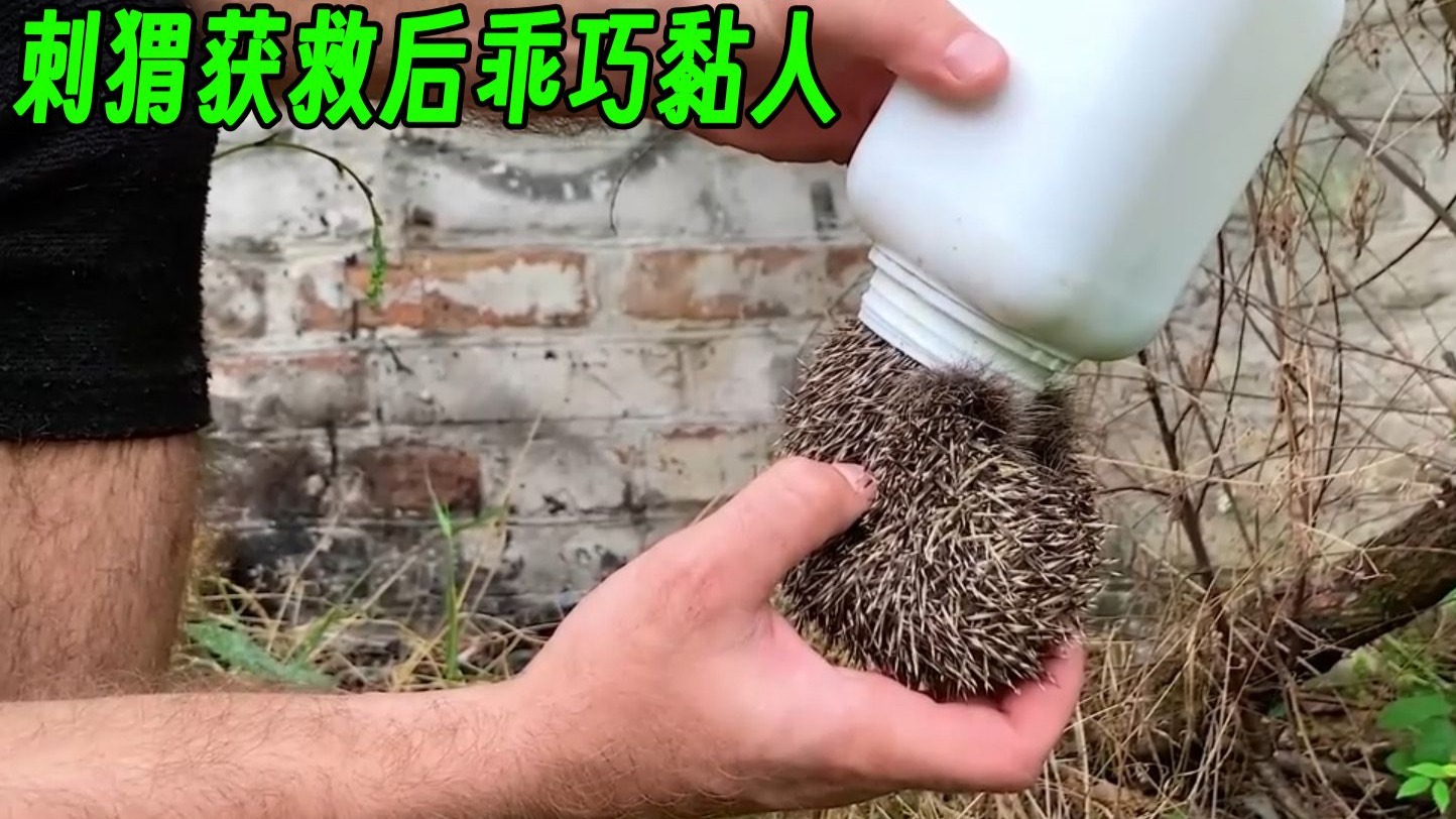 救助一只被困的刺猬，刺猬获救后乖巧黏人，结局让人暖心！